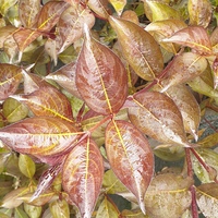 Weigela florida 'Alexandre'